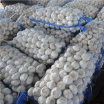 2021 Usturoi alb proaspăt nou