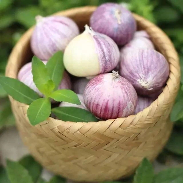 src=http___5b0988e595225.cdn.sohucs.com_images_20170820_a00862bb3e644012ad9ebb1c33e84bfc.jpeg&refer=http___5b0988e595225.cdn.sohucs